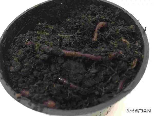 蚯蚓钓鱼攻略，蚯蚓钓鱼这四个讲究不能忽略