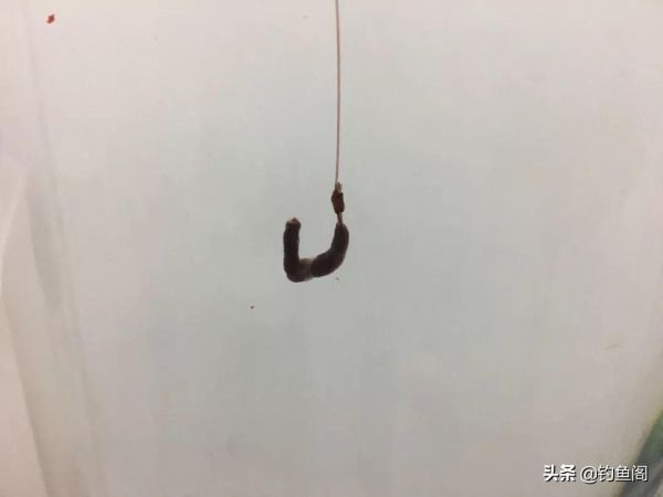 蚯蚓钓鱼攻略，蚯蚓钓鱼这四个讲究不能忽略