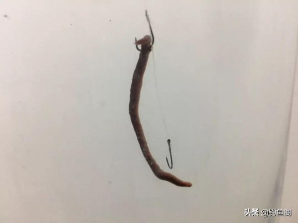 蚯蚓钓鱼攻略，蚯蚓钓鱼这四个讲究不能忽略