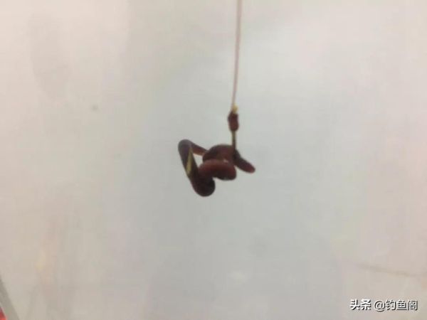 蚯蚓钓鱼攻略，蚯蚓钓鱼这四个讲究不能忽略