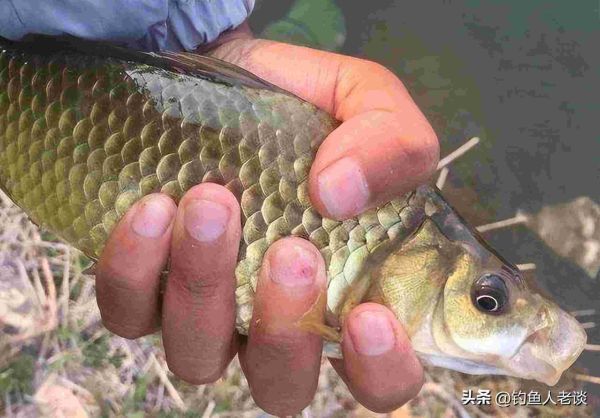 野钓鲫鱼用蚯蚓钓鱼如何调漂（用蚯蚓钓鲫鱼技巧口诀）