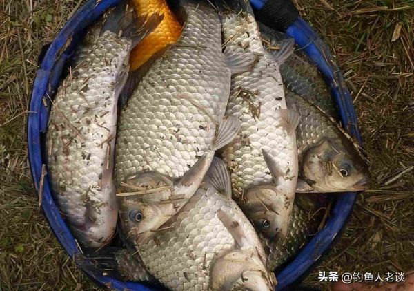 野钓鲫鱼用蚯蚓钓鱼如何调漂（用蚯蚓钓鲫鱼技巧口诀）