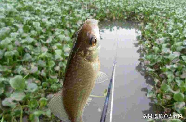 野钓鲫鱼用蚯蚓钓鱼如何调漂（用蚯蚓钓鲫鱼技巧口诀）