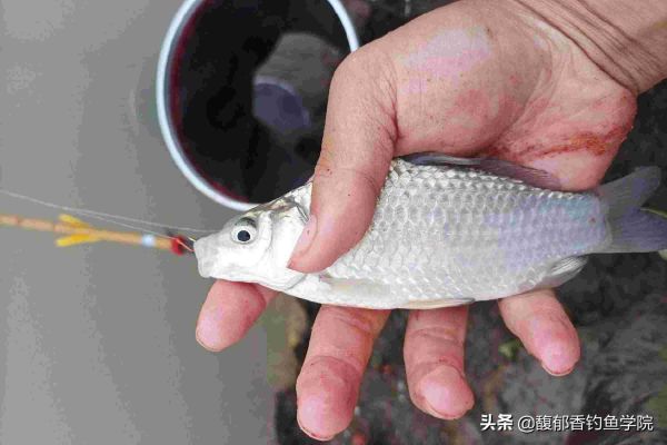 用蚯蚓蘸蜂蜜钓鲫鱼的详细用法分享