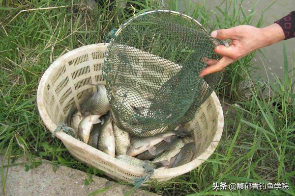 用蚯蚓蘸蜂蜜钓鲫鱼的详细用法分享