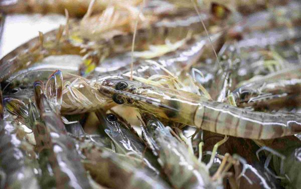 野生虾和养殖虾的区别，怎么去区分呢
