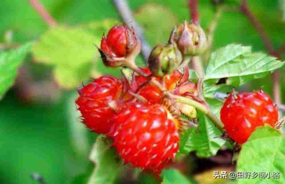 覆盆子和树莓的区别，三方面辨别这两种水果