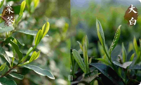 孟什维克和布尔什维克的区别，贡眉和寿眉，你分得清吗？