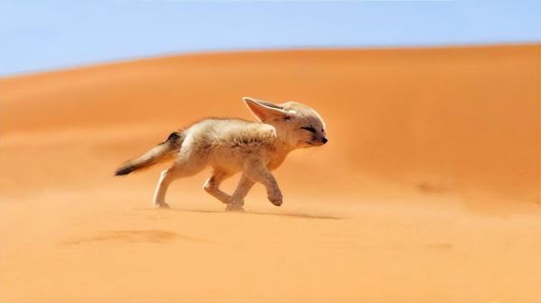 沙漠十大恐怖动物,十种生活在撒哈拉沙漠的可怕生物