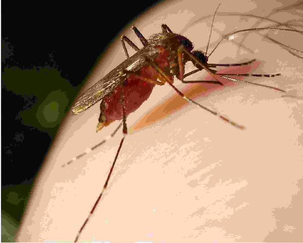 世界十大恐怖病毒排行榜（全球恐怖的10大病毒）