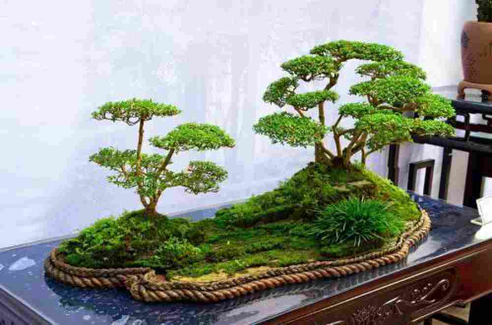 中国最值钱的十大盆景树种（最贵的10棵盆景）