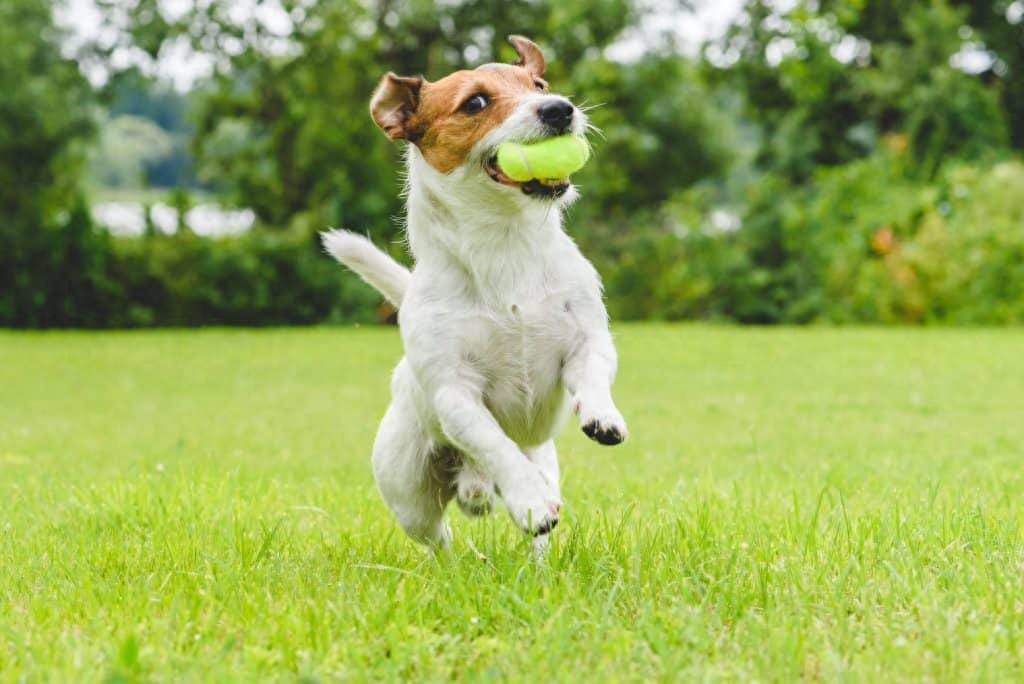 世界上速度最快的十大猎犬排名（地球上10种速度最快的狗）