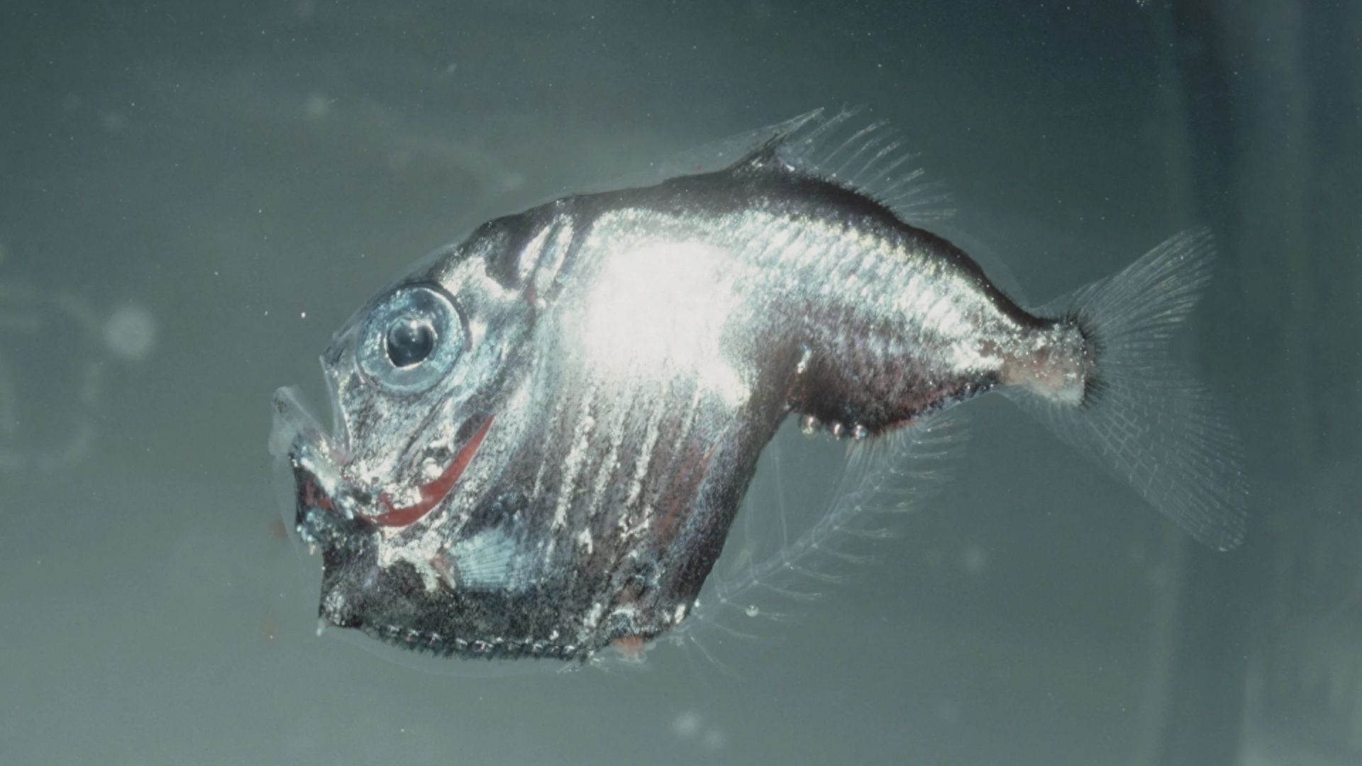 马里亚纳海沟的十大奇特生物（10个在马里亚纳海沟发现的神秘生物）