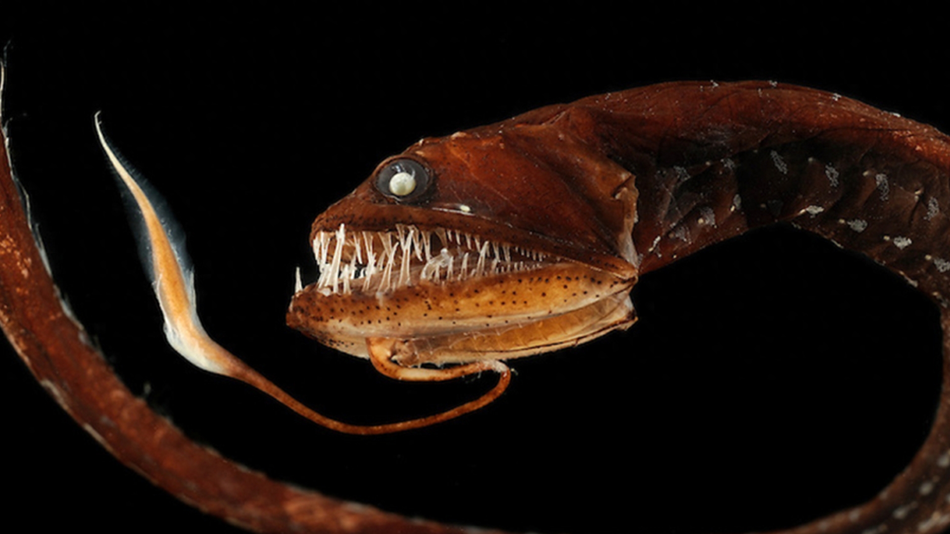 马里亚纳海沟的十大奇特生物（10个在马里亚纳海沟发现的神秘生物）