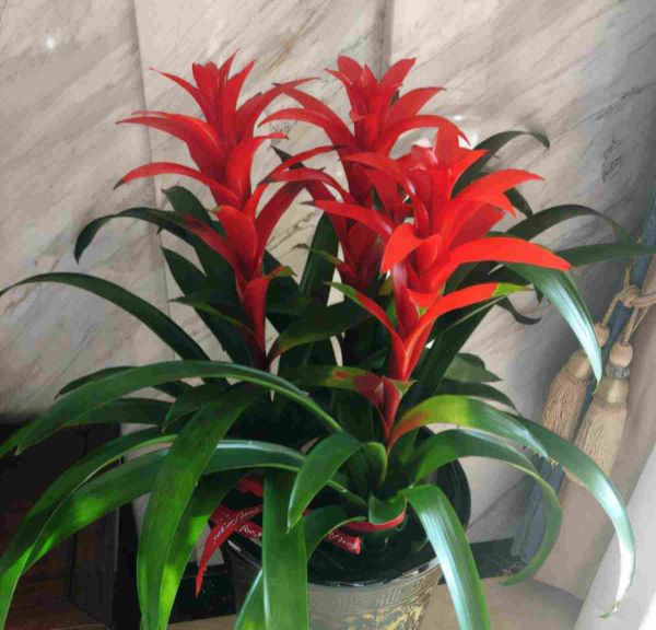 什么花适合室内养，这4种漂亮花，养在室内最合适