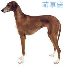 世界最贵的狗十大排名（全球最昂贵十种狗排行榜）