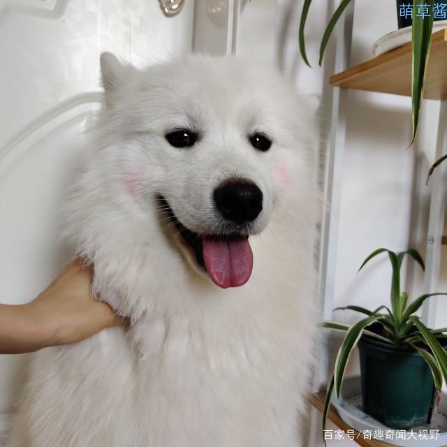 世界最贵的狗十大排名（全球最昂贵十种狗排行榜）