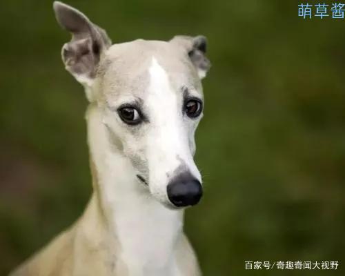 世界最贵的狗十大排名（全球最昂贵十种狗排行榜）