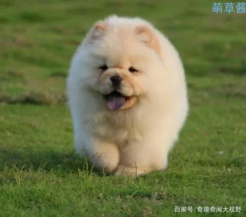 世界最贵的狗十大排名（全球最昂贵十种狗排行榜）