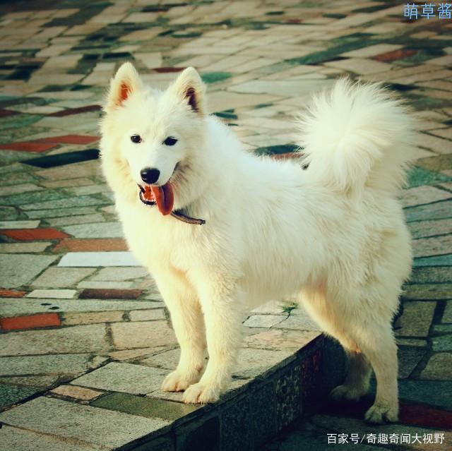 世界最贵的狗十大排名（全球最昂贵十种狗排行榜）