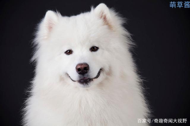 世界最贵的狗十大排名（全球最昂贵十种狗排行榜）