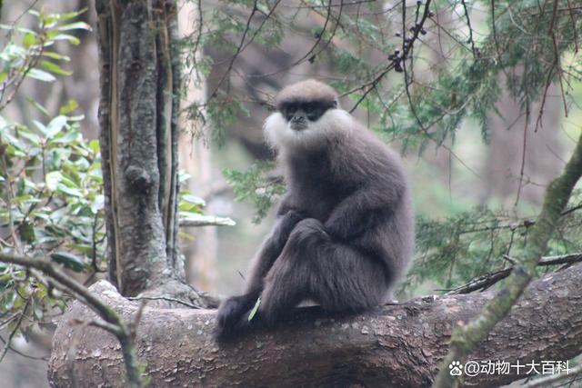 全世界最稀缺的猴子品种大全（世界十大珍稀猴子排名）