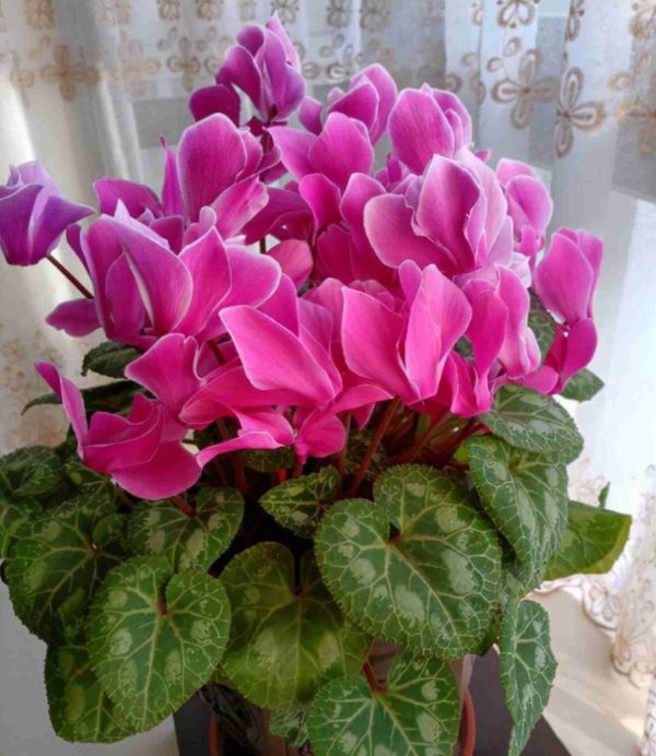 什么花适合室内养，这4种漂亮花，养在室内最合适