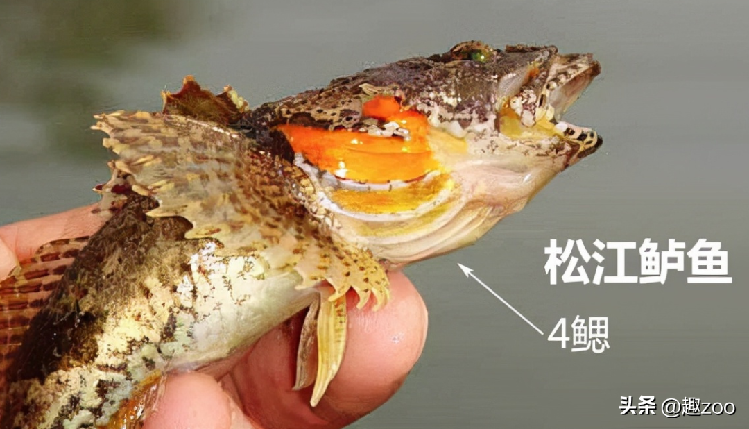 十大淡水名贵鱼排行（中国最贵的淡水鱼十大排名）