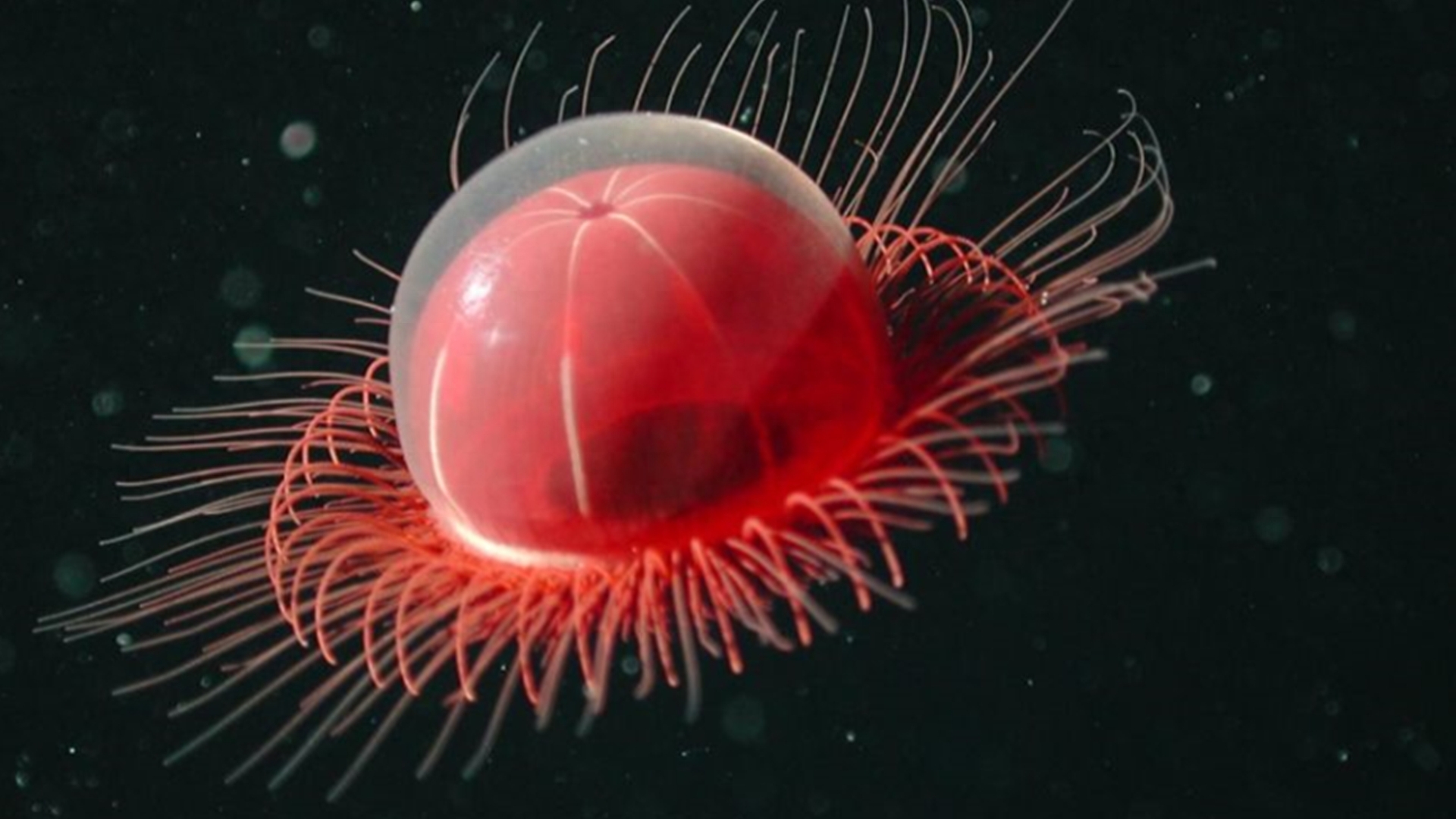 马里亚纳海沟的十大奇特生物（10个在马里亚纳海沟发现的神秘生物）