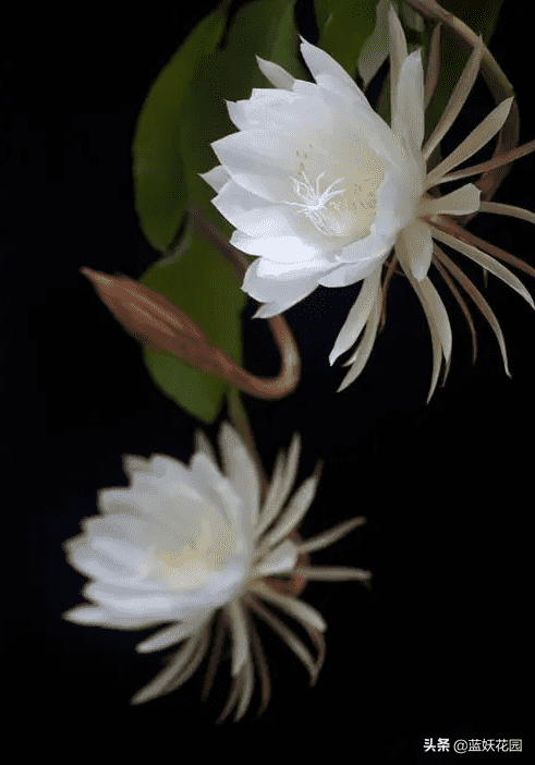 昙花的养殖方法和注意事项（昙花养殖5要点）