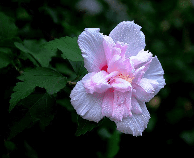 木槿花怎么养（木槿花的养殖方法和注意事项有哪些）