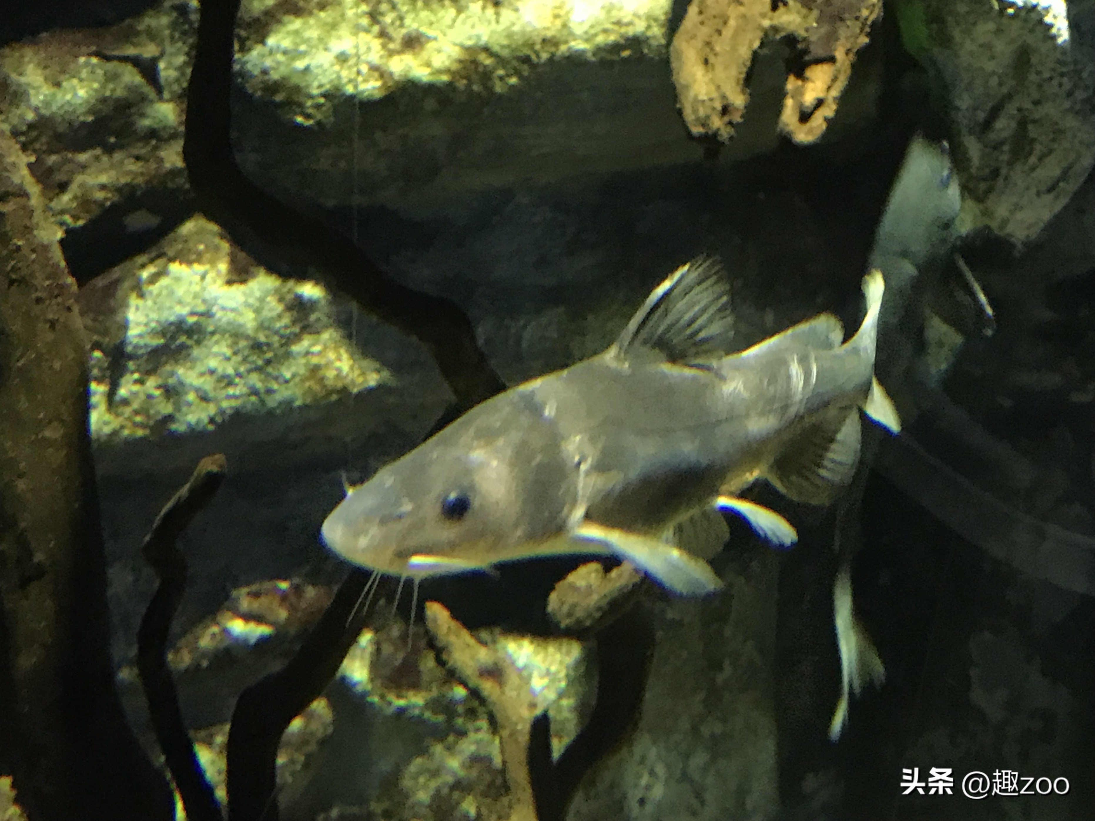 十大淡水名贵鱼排行（中国最贵的淡水鱼十大排名）