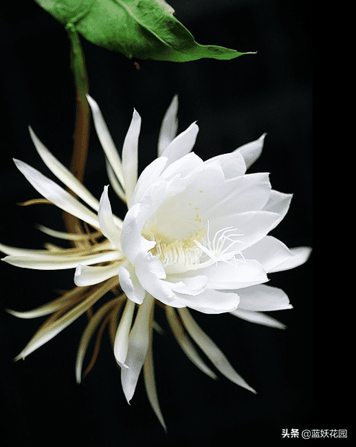 昙花的养殖方法和注意事项（昙花养殖5要点）