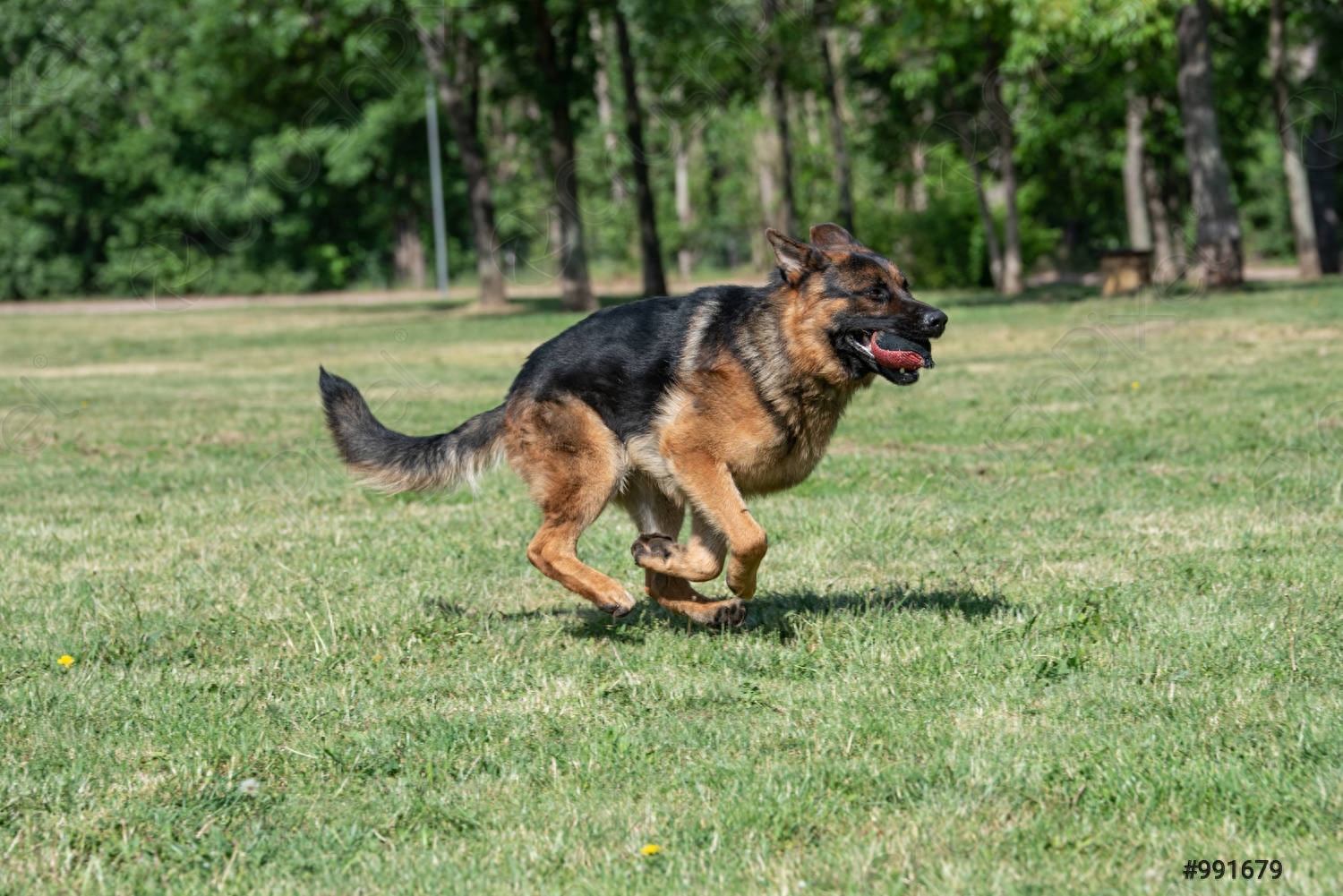 世界上速度最快的十大猎犬排名（地球上10种速度最快的狗）