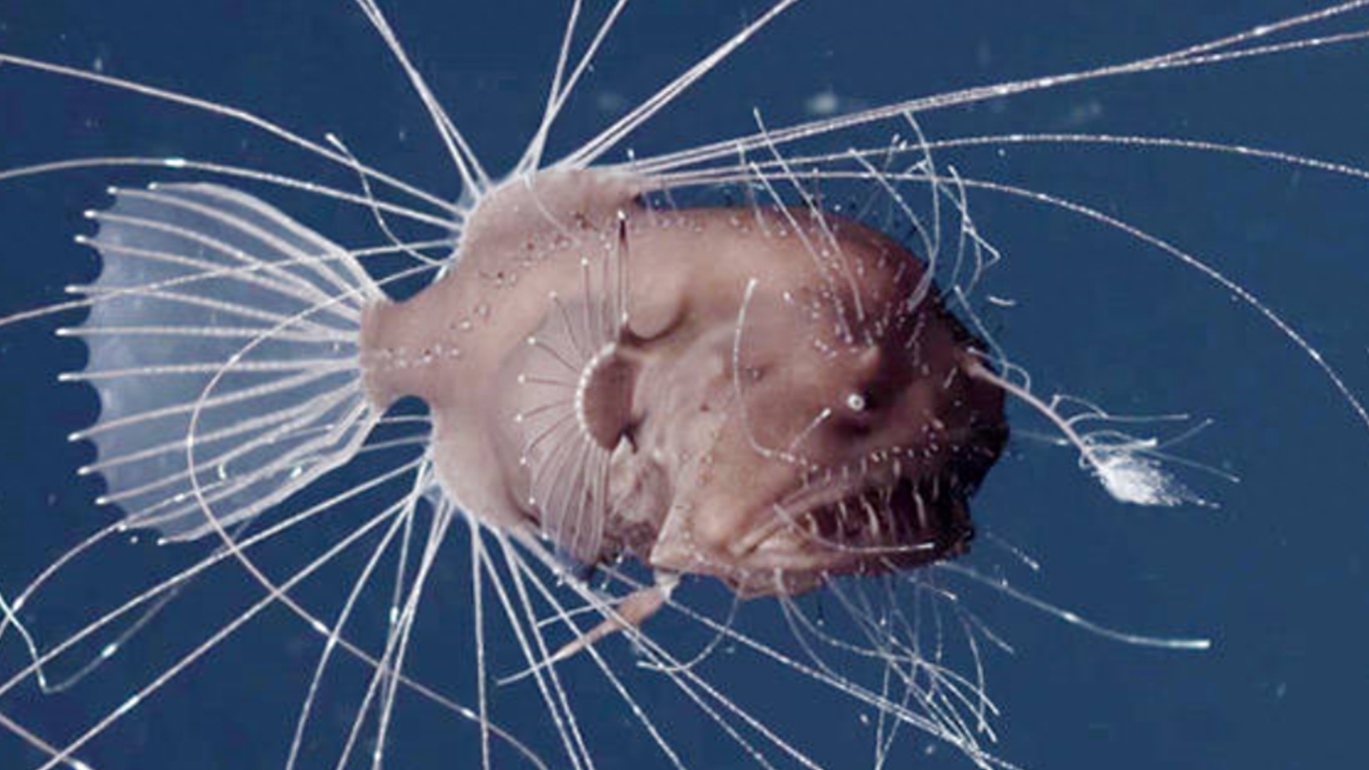 马里亚纳海沟的十大奇特生物（10个在马里亚纳海沟发现的神秘生物）