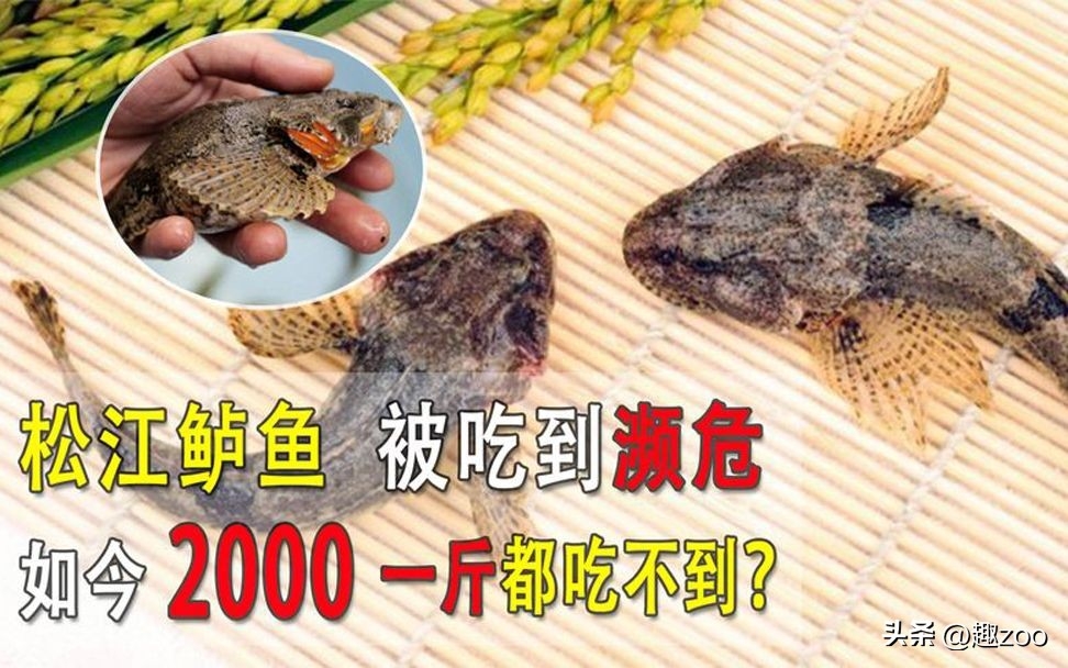 十大淡水名贵鱼排行（中国最贵的淡水鱼十大排名）