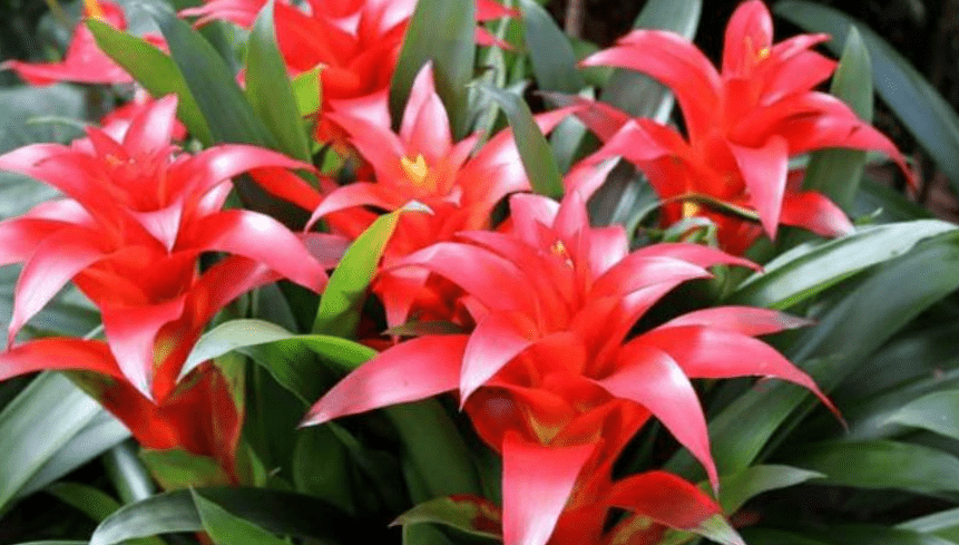 什么花适合室内养，这4种漂亮花，养在室内最合适