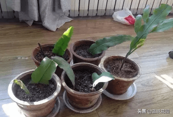 昙花的养殖方法和注意事项（昙花养殖5要点）
