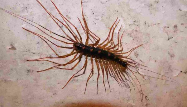 家庭常见十大害虫，十种家里容易出现的虫子