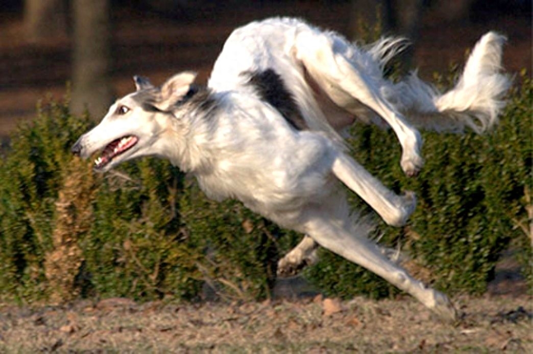 世界上速度最快的十大猎犬排名（地球上10种速度最快的狗）