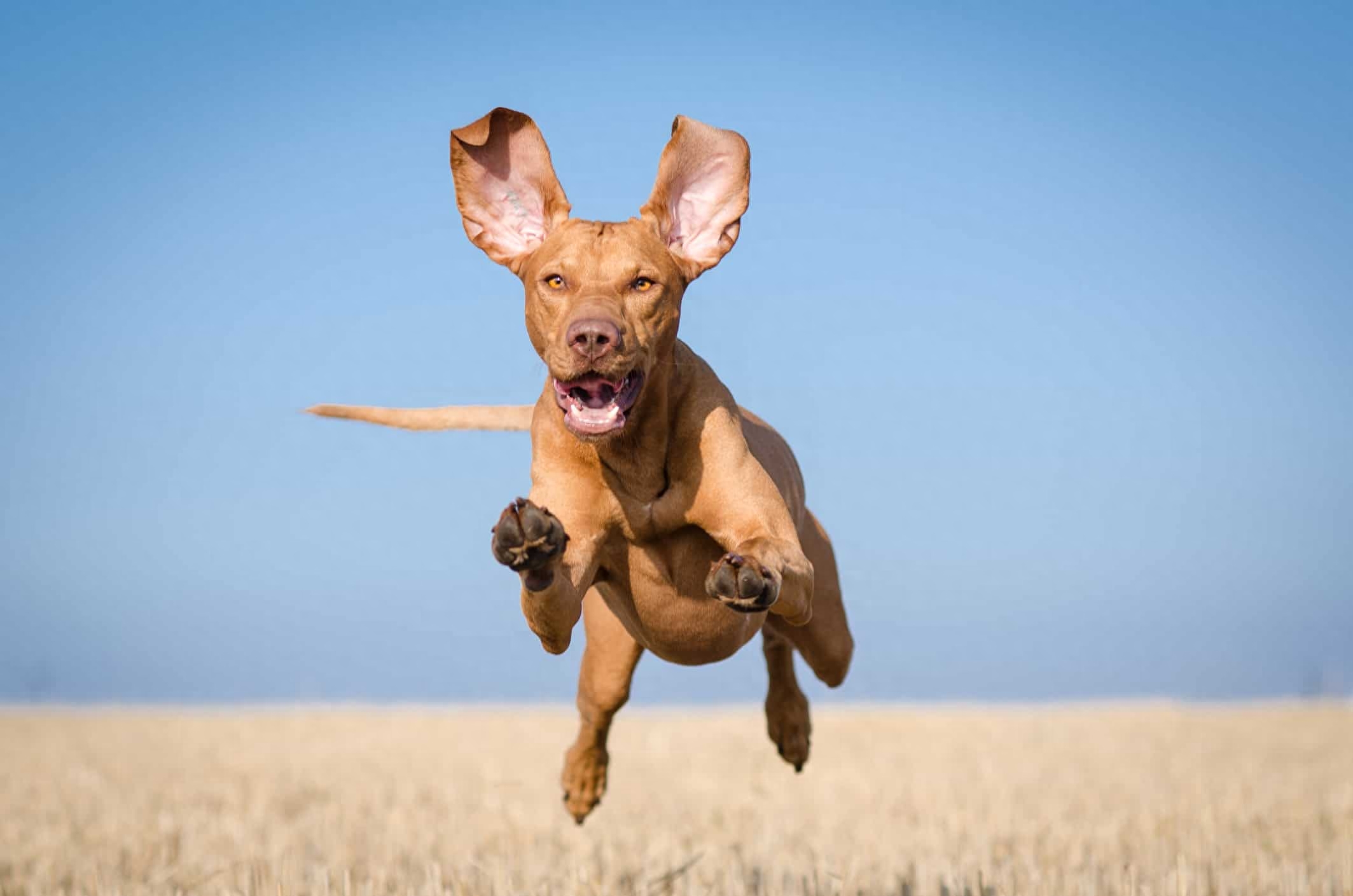 世界上速度最快的十大猎犬排名（地球上10种速度最快的狗）