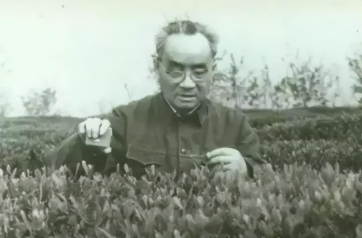 现代中国十大茶学教育家排名（中国十大茶界名人）