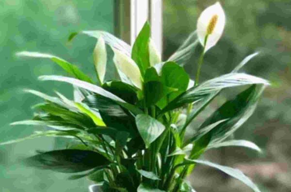 什么花适合室内养，这4种漂亮花，养在室内最合适