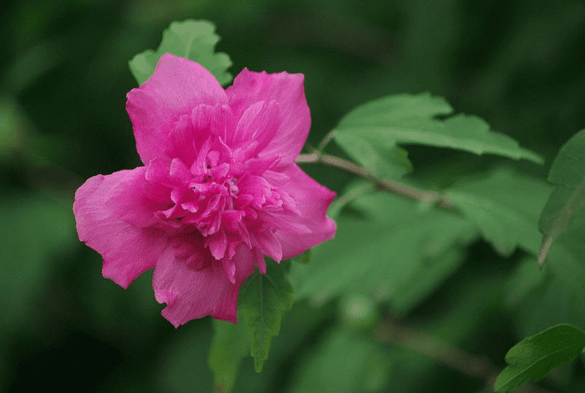 木槿花怎么养（木槿花的养殖方法和注意事项有哪些）