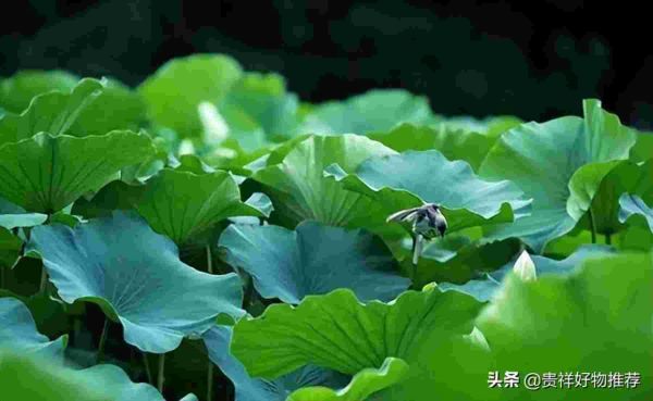 2022年大暑是几月几号，大暑是哪一天
