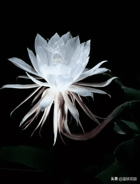 昙花的养殖方法和注意事项（昙花养殖5要点）