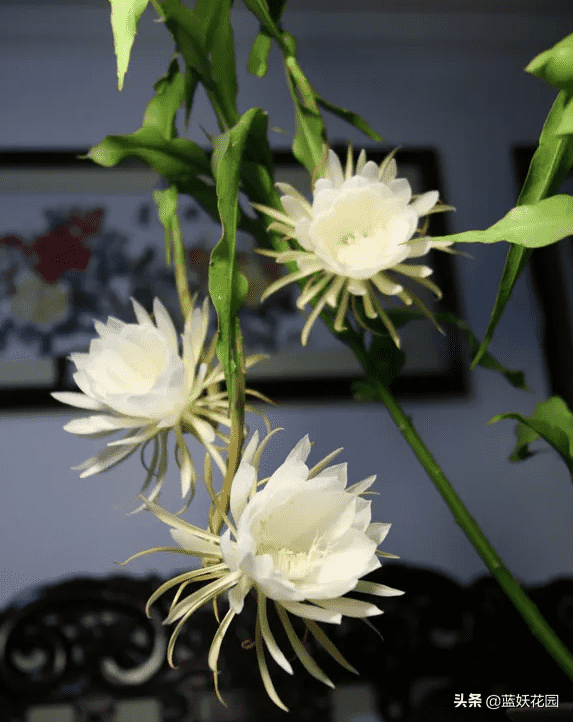 昙花的养殖方法和注意事项（昙花养殖5要点）