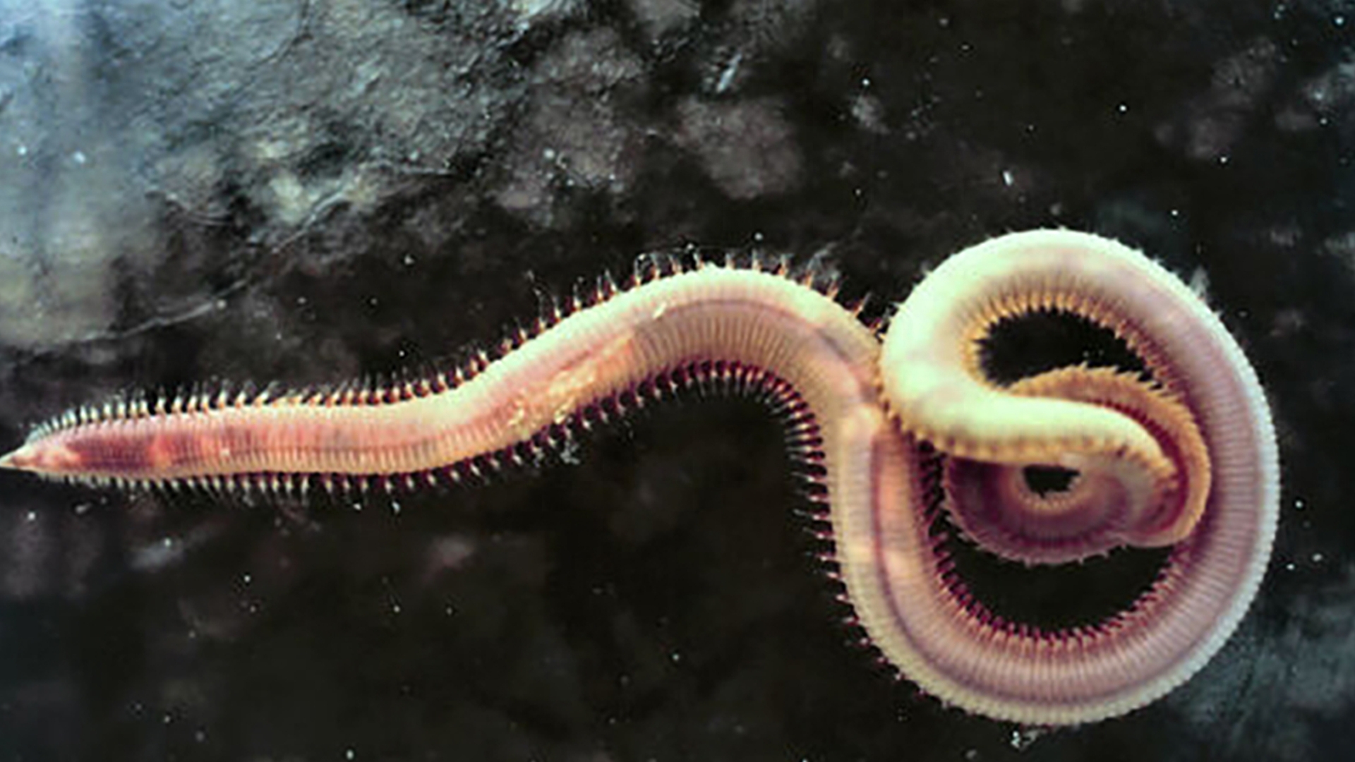 马里亚纳海沟的十大奇特生物（10个在马里亚纳海沟发现的神秘生物）