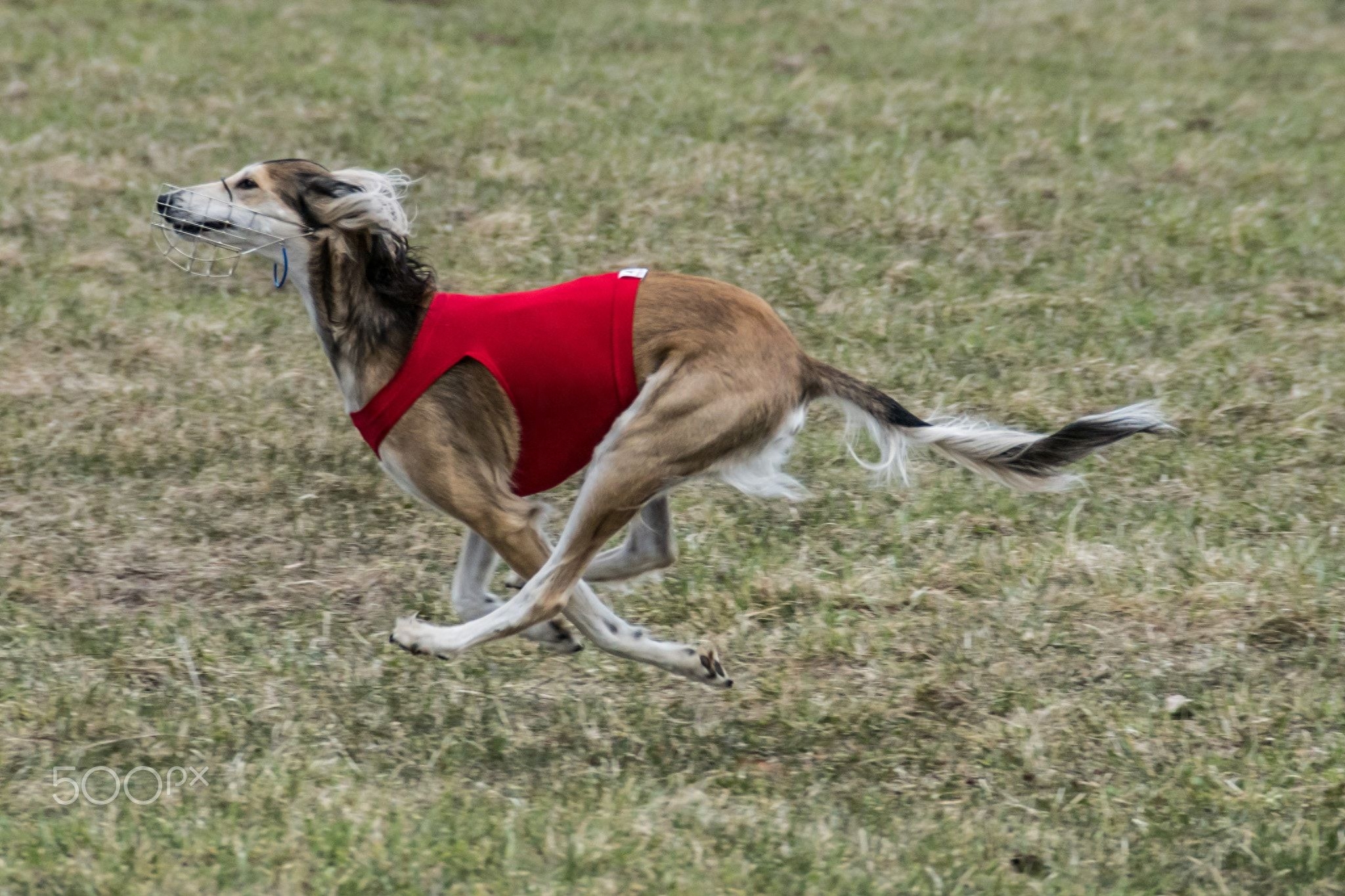 世界上速度最快的十大猎犬排名（地球上10种速度最快的狗）