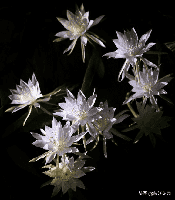 昙花的养殖方法和注意事项（昙花养殖5要点）